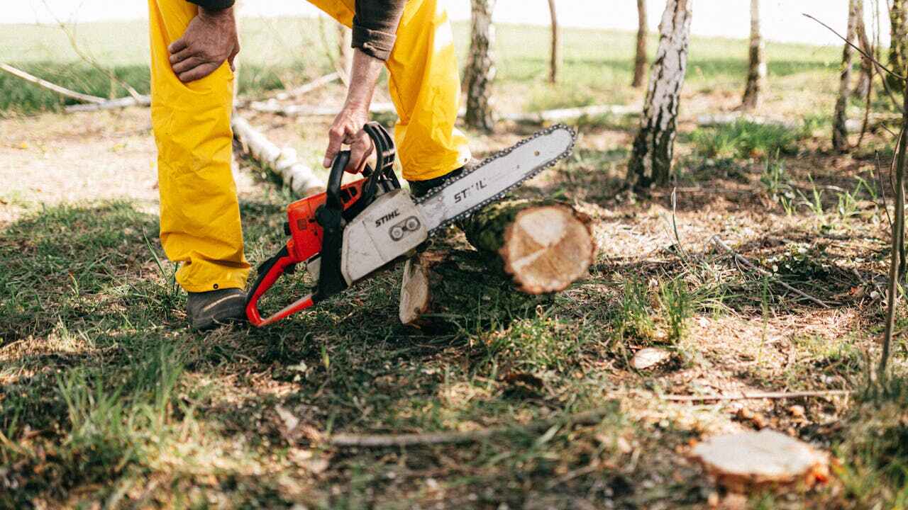 The Steps Involved in Our Tree Care Process in North Fort Myers, FL